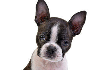 Fototapeta premium Portrait of an adorable Boston Terrier