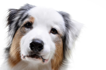 Portrait of an adorable Australian shepherd