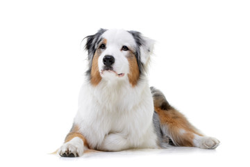 Studio shot of an adorable Australian shepherd