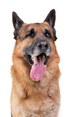 Portrait of an adorable german shepherd dog