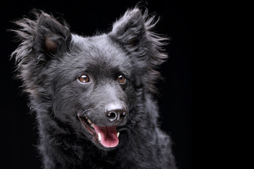 Portrait of an adorable Mudi dog