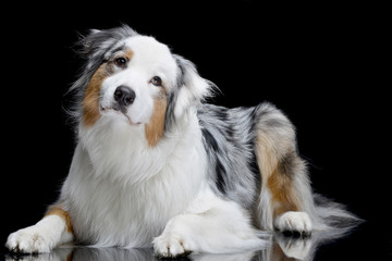 Studio shot of an adorable Australian shepherd