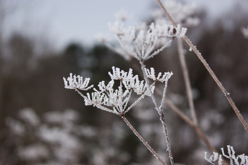 In the hoarfrost and fog. A branch with frozen flowers, covered with hoarfrost.