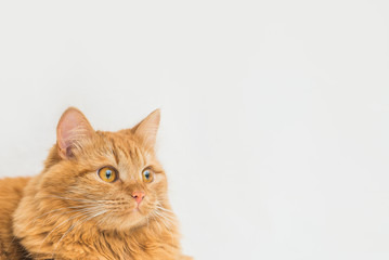 red Siberian tcat looking at copy space