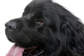 Portrait of an adorable Newfoundland dog