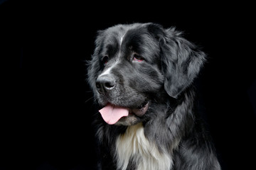 Portrait of an adorable Newfoundland dog