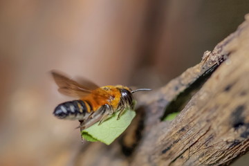 Leafcutter Bee (genus Megachile) carry green leaf with flying to the nest a small hole of tree...