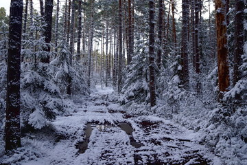 Pine trees in winter and way