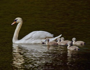Signets