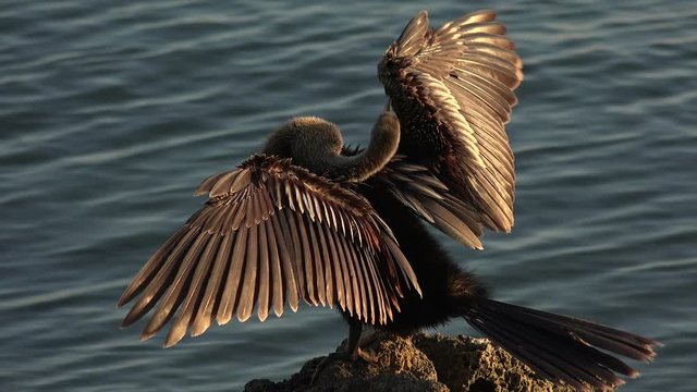 Anhinga bird, Florida, USA