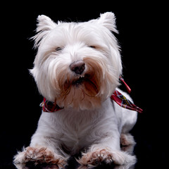 Studio shot of an adorable West Highland White Terrier