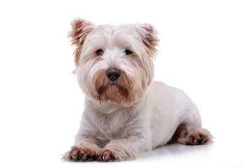 Studio shot of an adorable West Highland White Terrier