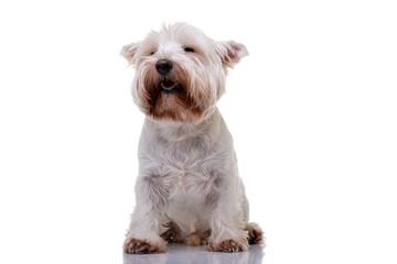 Studio shot of an adorable West Highland White Terrier