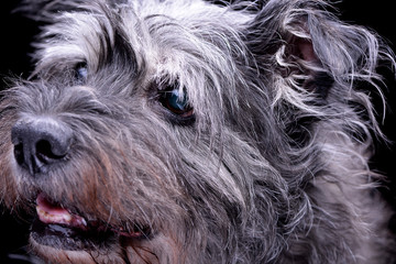 Naklejka premium Portrait of an adorable mixed breed dog