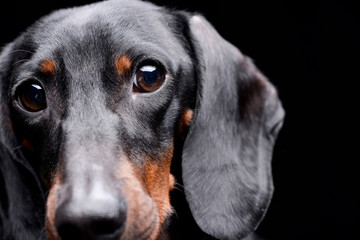 Portrait of an adorable Dachshund