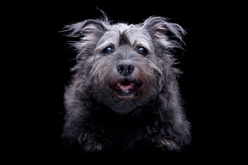 Naklejka premium Studio shot of an adorable mixed breed dog