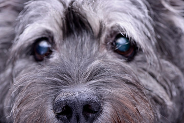Portrait of an adorable mixed breed dog