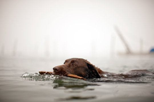 Brown dog holds a stick in its mouth as it swims neck-deep through the waters of a foggy harbour.