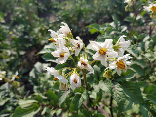 Obraz premium potato bushes close-up