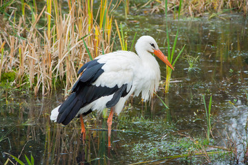 Close up of storks in the spring pond 