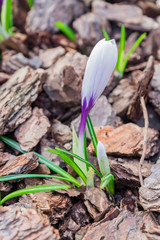 Colorful purple crocus flowers blooming on a sunny Spring day in the garden