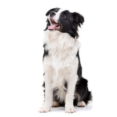 Studio shot of an adorable Border Collie