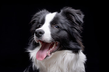 Portrait of an adorable Border Collie