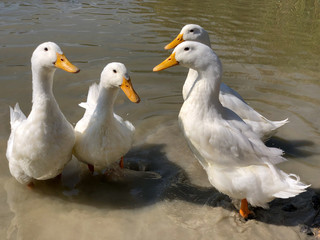 Fototapeta premium Collection of four heavy white Aylesbury Ducks