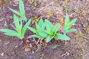 Young sprout of first spring flower. Beauty in nature