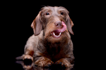 Studio shot of an adorable wire haired Dachshund