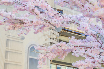 White decorative bird cage hanging on branch of blooming apple tree on building background. Spring...