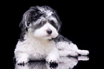 Studio shot of an adorable Havanese dog