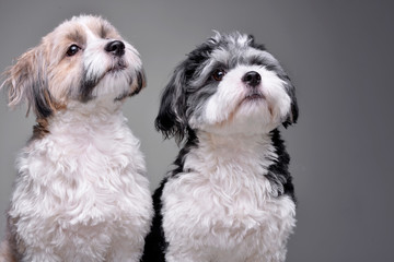 Studio shot of two adorable Havanese dog - 242873371