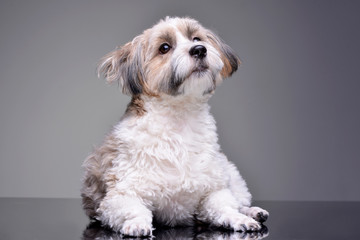 Studio shot of an adorable Havanese dog