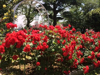 ローズガーデン