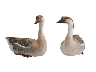 two goose isolated