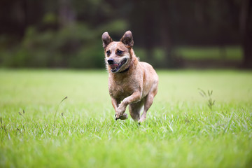 Happy Australian cattle dog running through a meadow 