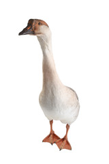 goose isolated on white