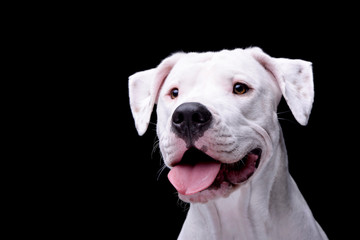 Portrait of an adorable Dogo Argentino