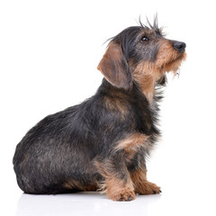 Studio shot of an adorable wire haired Dachshund