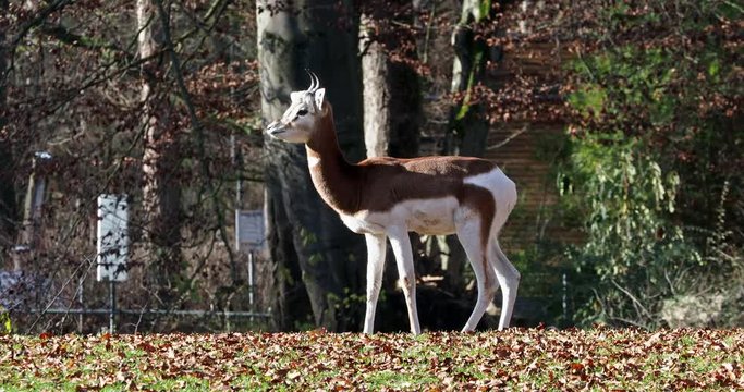 Mhorr-Gazelle -  Gazella dama mhorr