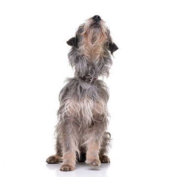 Studio shot of an adorable mixed breed dog