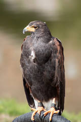 portrait of an eagle