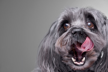 Portrait of an adorable havanese dog