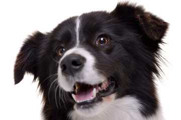 Portrait of an adorable border collie