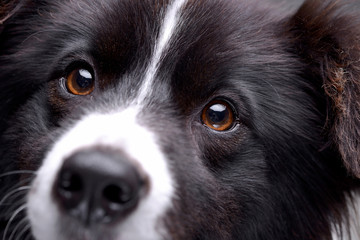 Close portrait of an adorable border collie