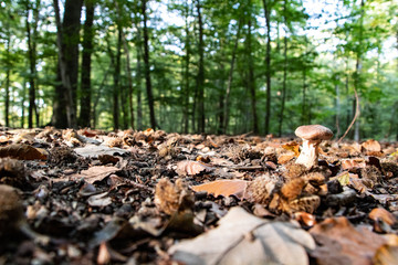 mushrooms in forest