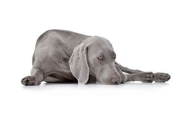 Studio shot of an adorable Weimaraner dog