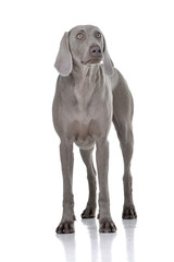 Studio shot of an adorable Weimaraner dog