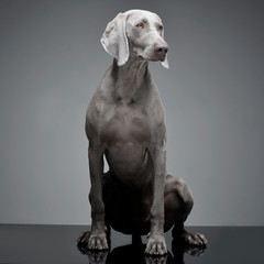 Studio shot of an adorable Weimaraner dog